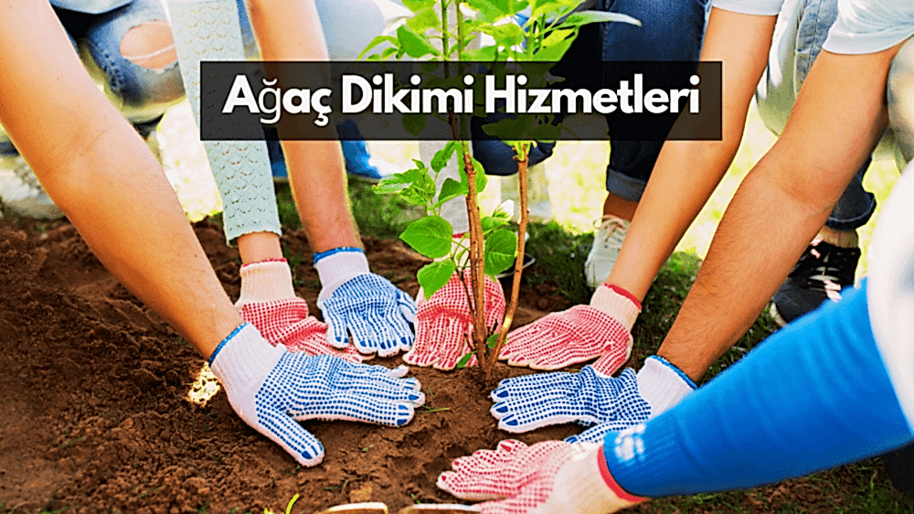 Ağaç Dikim Hizmetleri