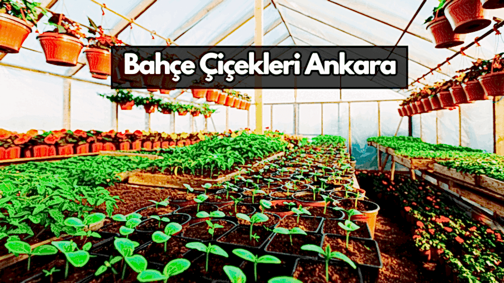 Bahçe Çiçek Fiyatları Ankara - Ankara Bahçe çiçek satışı Dikme ustası