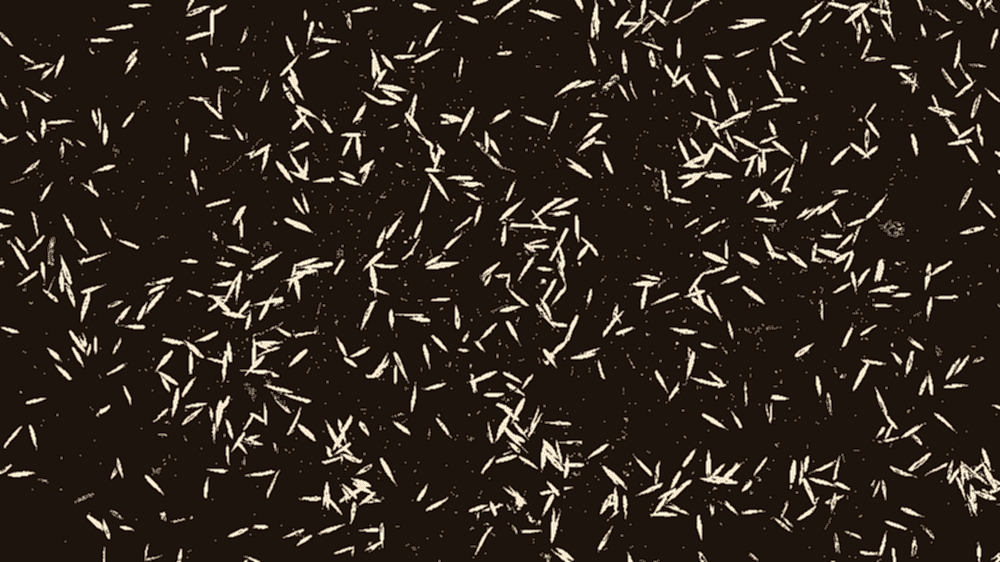 Çim ekimi Ankara içi M² (Metre kare) baz fiyatları 2025 GÜNCEL